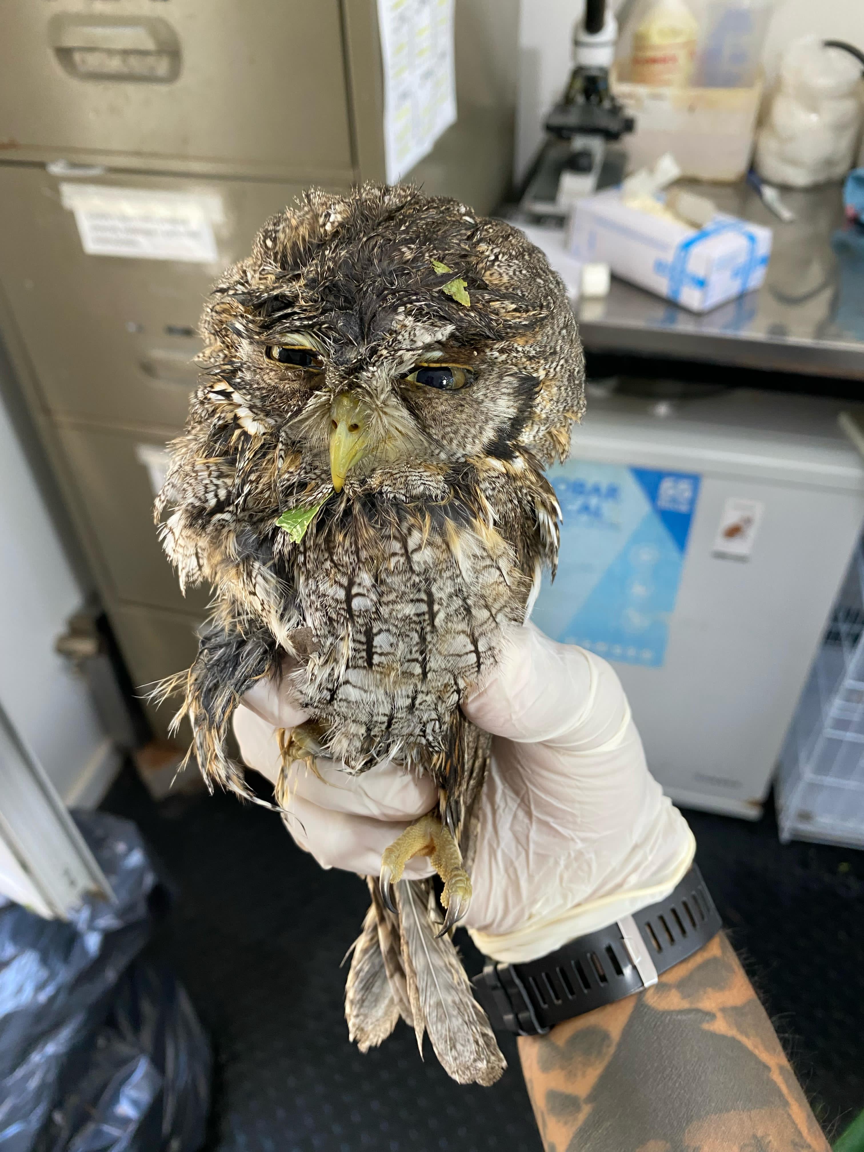 Salud Animal lo hizo de nuevo: rescataron decenas de aves silvestres tras el granizo en Funes 